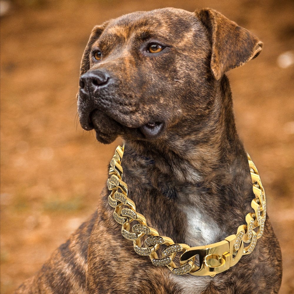 Medium/Large Gold Cuban Link Dog Collar - Image 4